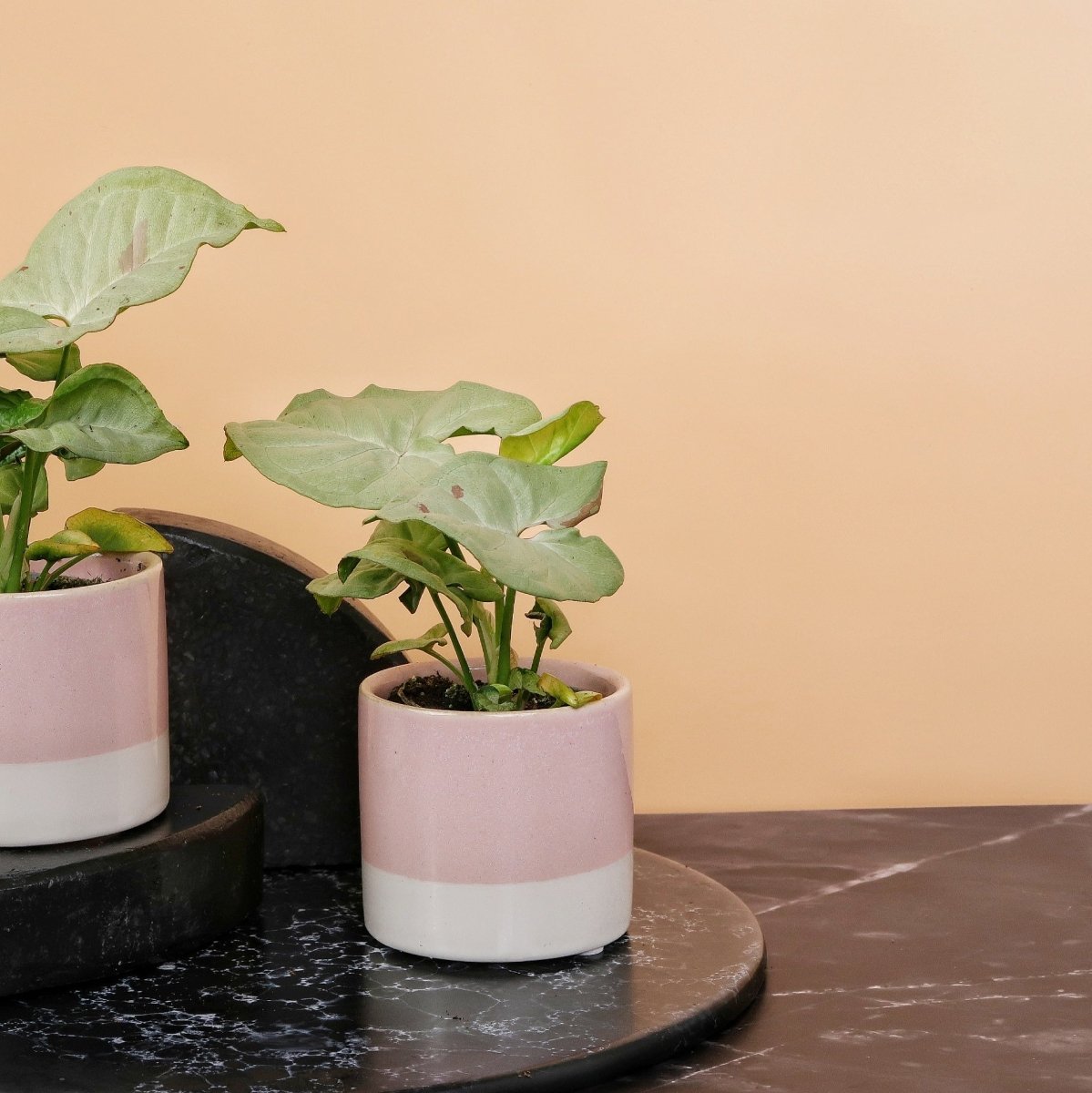 Syngonium Milk Confetti – cremeweißes Laub mit rosa Sprenkeln, Zimmerpflanze von potflourri