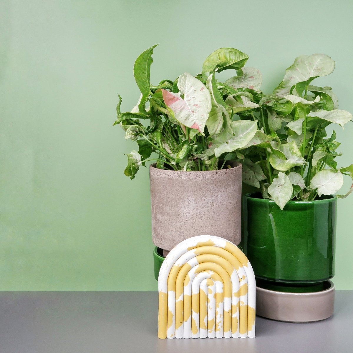 Syngonium Milk Confetti mit rosa Sprenkeln auf hellem Blatt