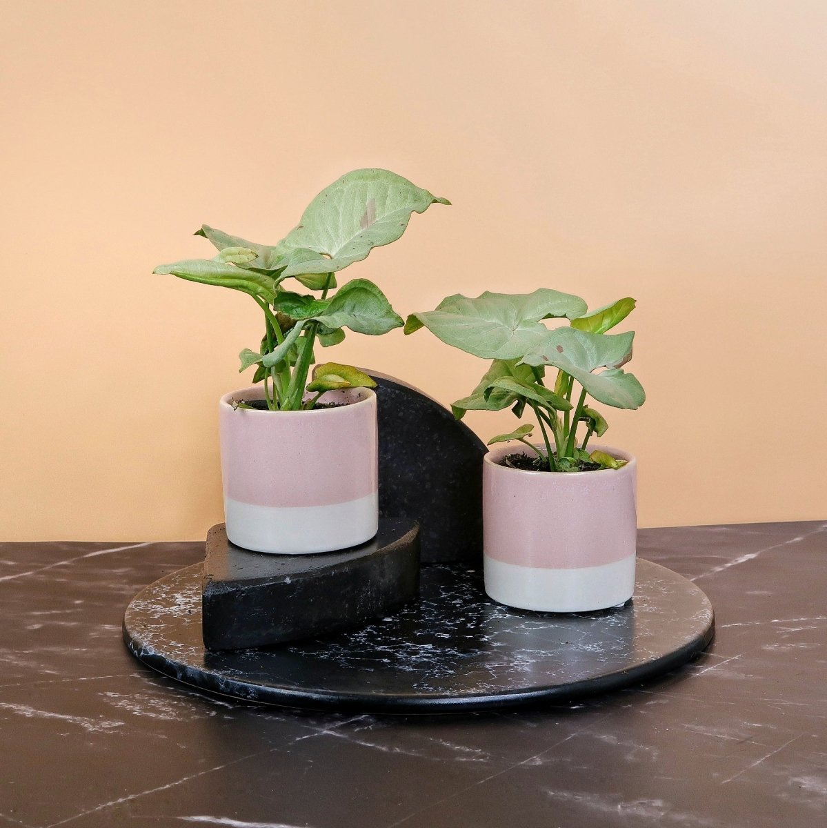 Syngonium Milk Confetti – kompakte Zimmerpflanze
