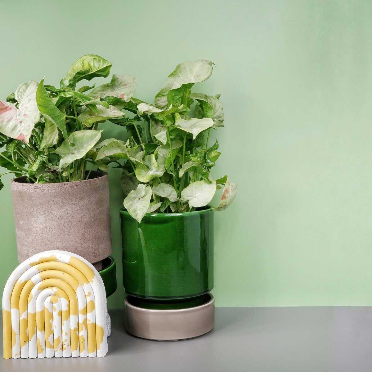Zimmerpflanze Syngonium Milk Confetti – pfeilförmige Blätter