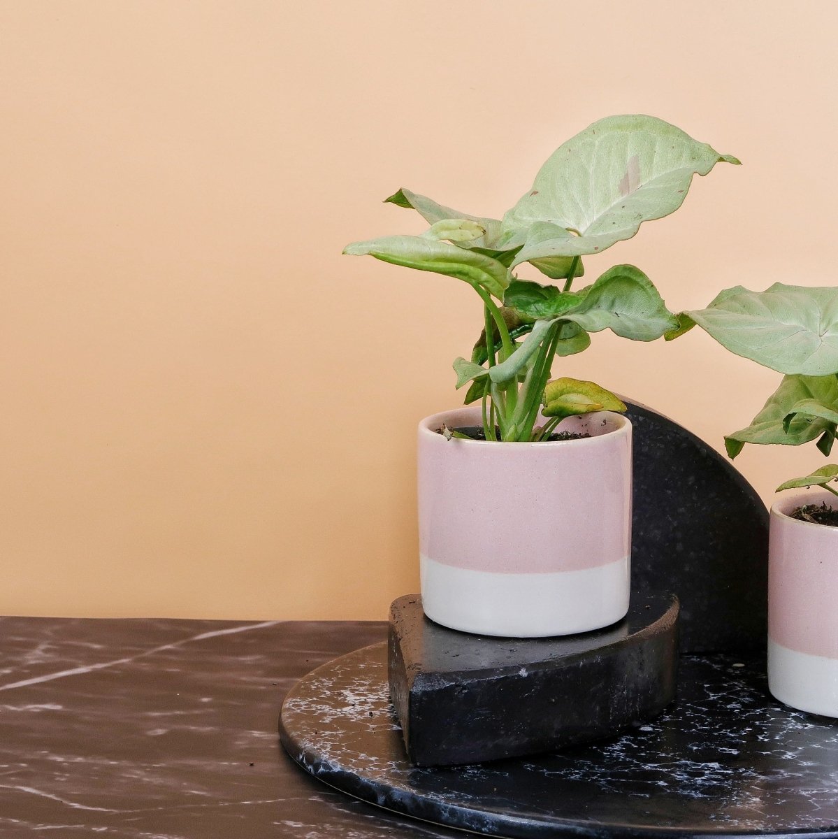 Syngonium Milk Confetti mit heller Panaschierung