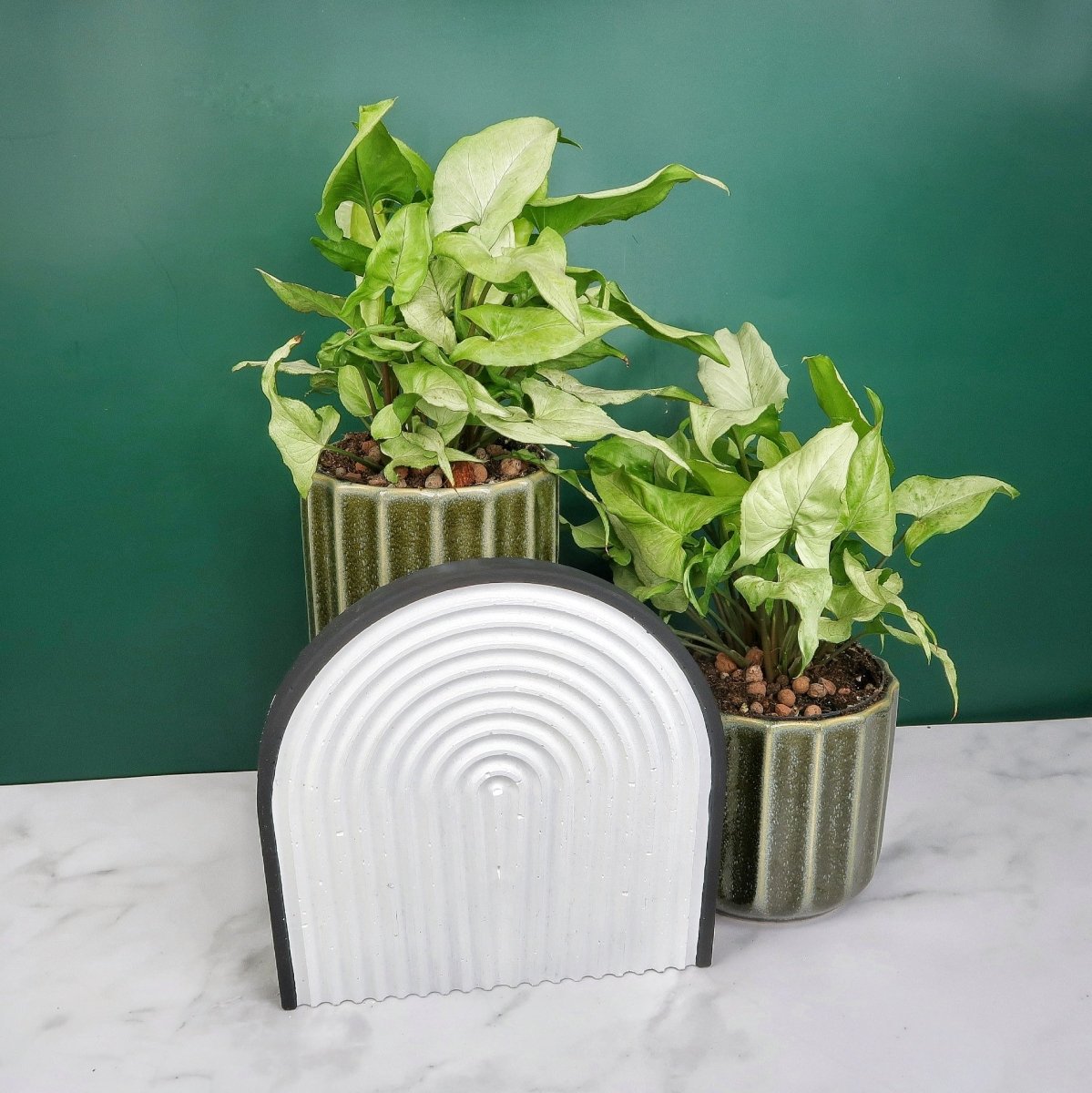 Seltenes Syngonium Nguengi Laima für Sammler