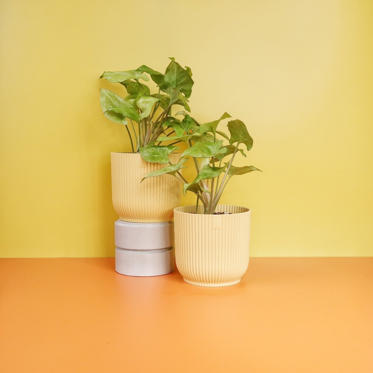 Syngonium Nguengi Laima – lebendige Farbverläufe