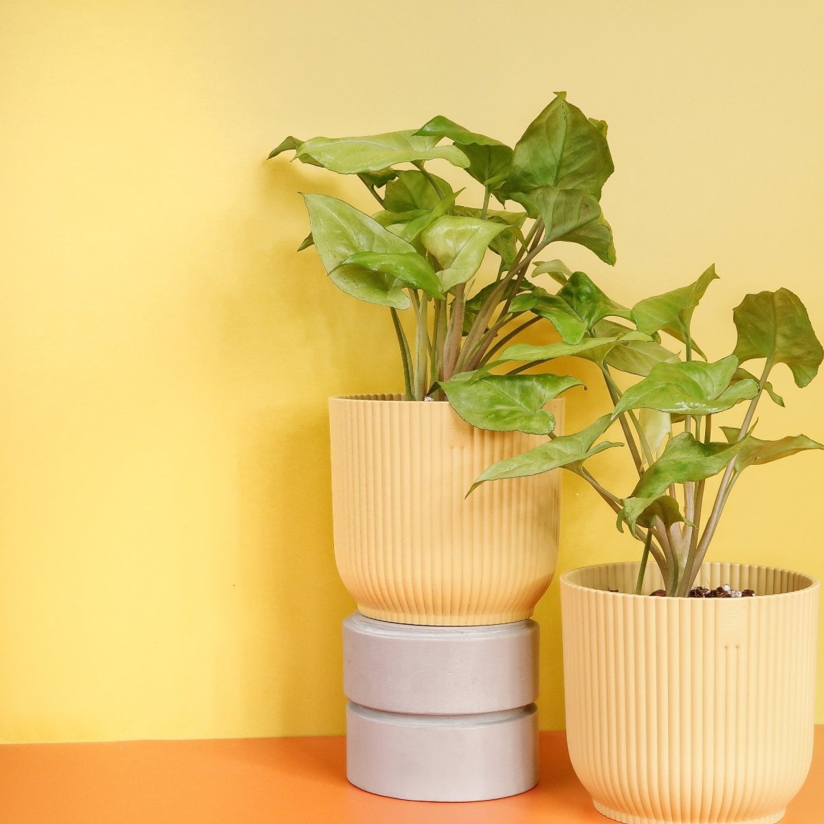 Syngonium Nguengi Laima – Ansicht 7