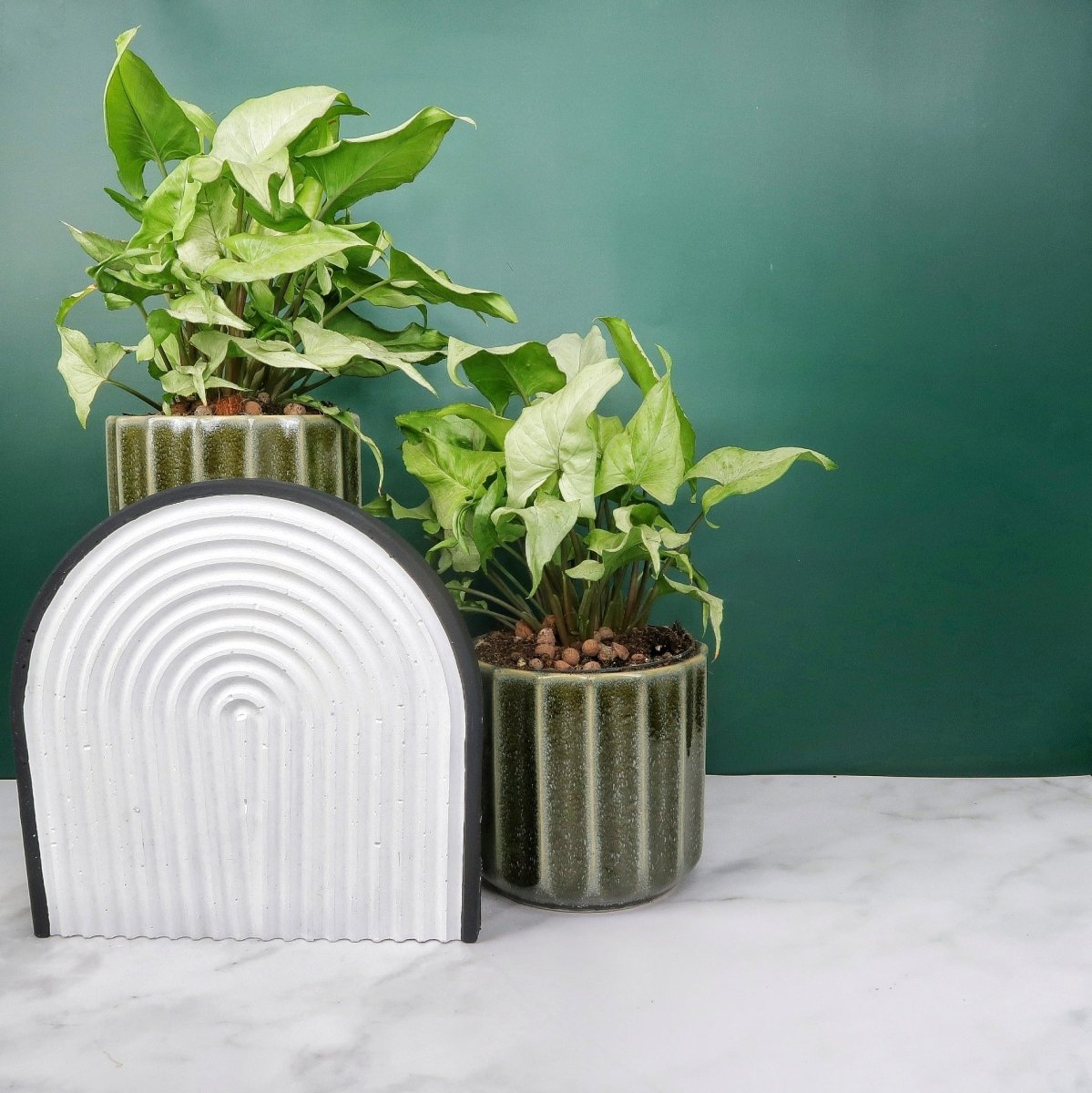 Syngonium Nguengi Laima – pfeilförmige Blätter