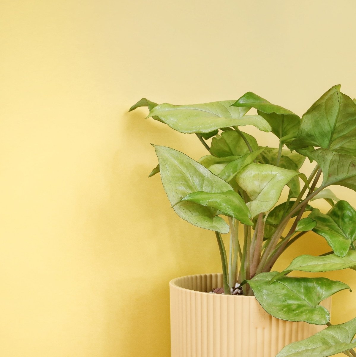 Syngonium Nguengi Laima – Ansicht 10