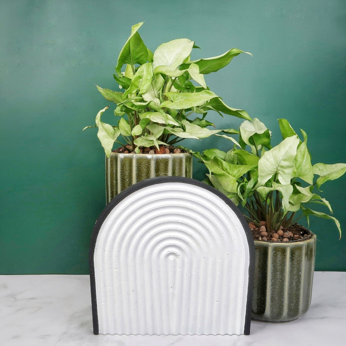 Syngonium Nguengi Laima – kontrastreiche Blattzeichnung