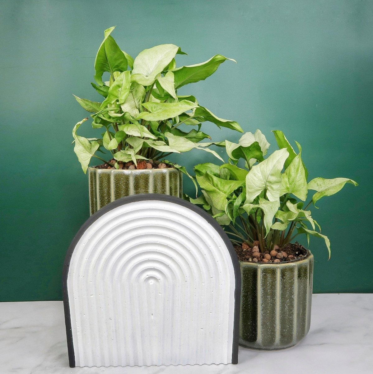 Syngonium Nguengi Laima – Zimmerpflanze mit marmorierten Blättern – potflourri