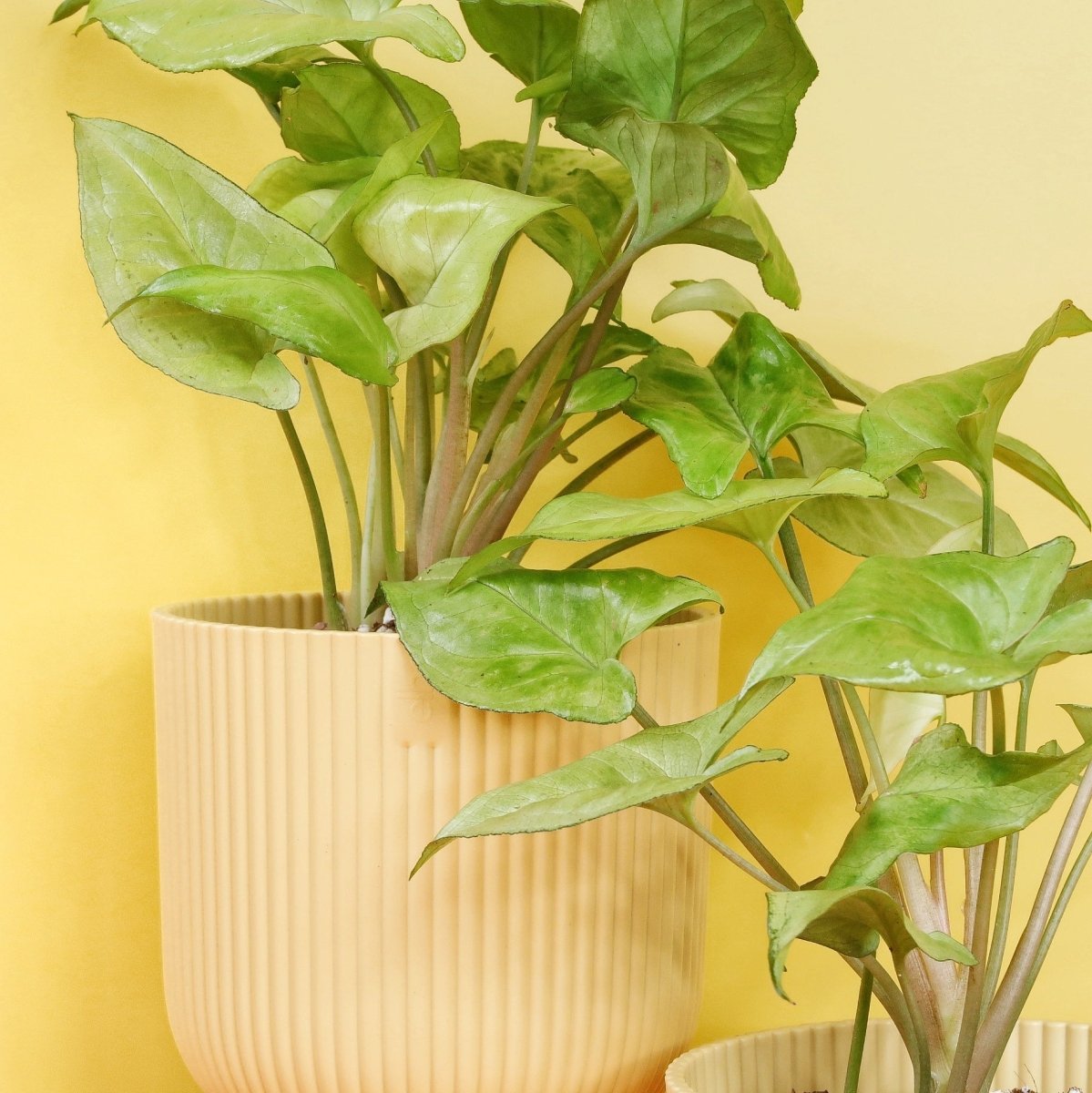 Syngonium Nguengi Laima – Ansicht 9