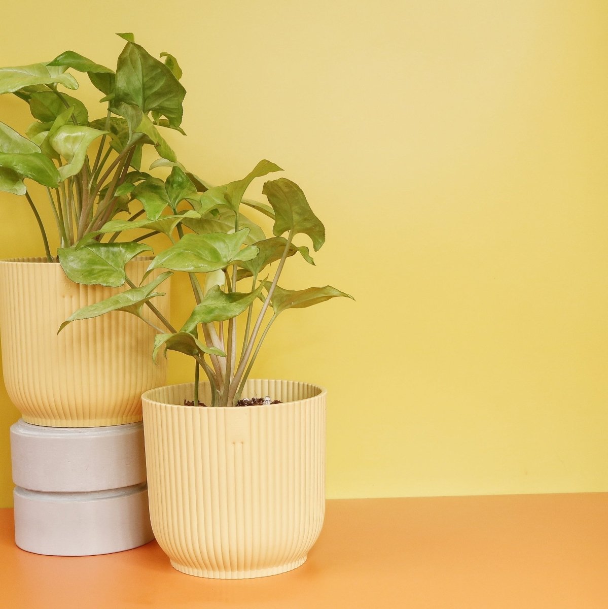 Syngonium Nguengi Laima – Ansicht 8