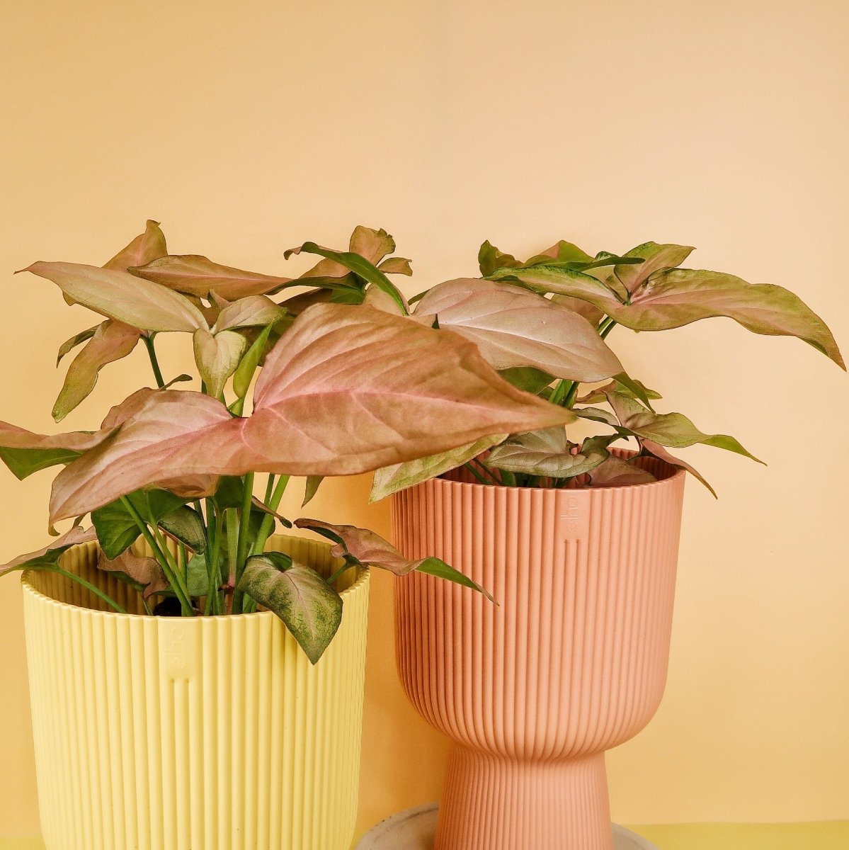 Syngonium Pink Splash – individuelle Blattzeichnung