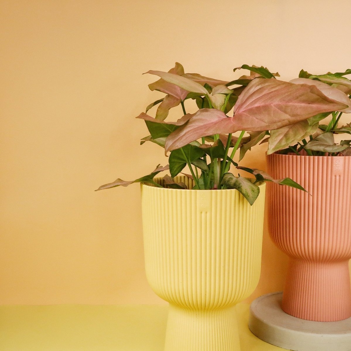 Syngonium Pink Splash mit unregelmäßigen Farbakzenten
