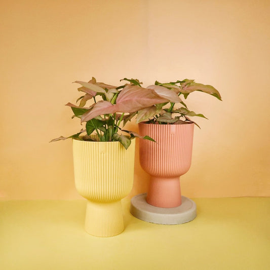 Syngonium Pink Splash – Pfeilblatt mit pinken Sprenkeln – potflourri