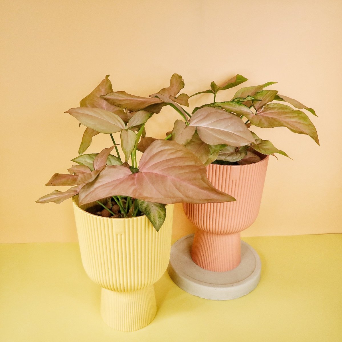 Syngonium Pink Splash – kompakter Wuchs