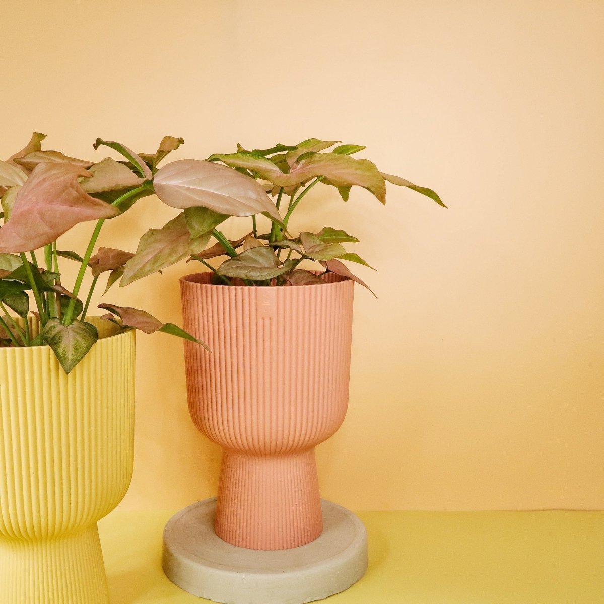 Syngonium Pink Splash – zarte Rosétöne auf frischem Grün