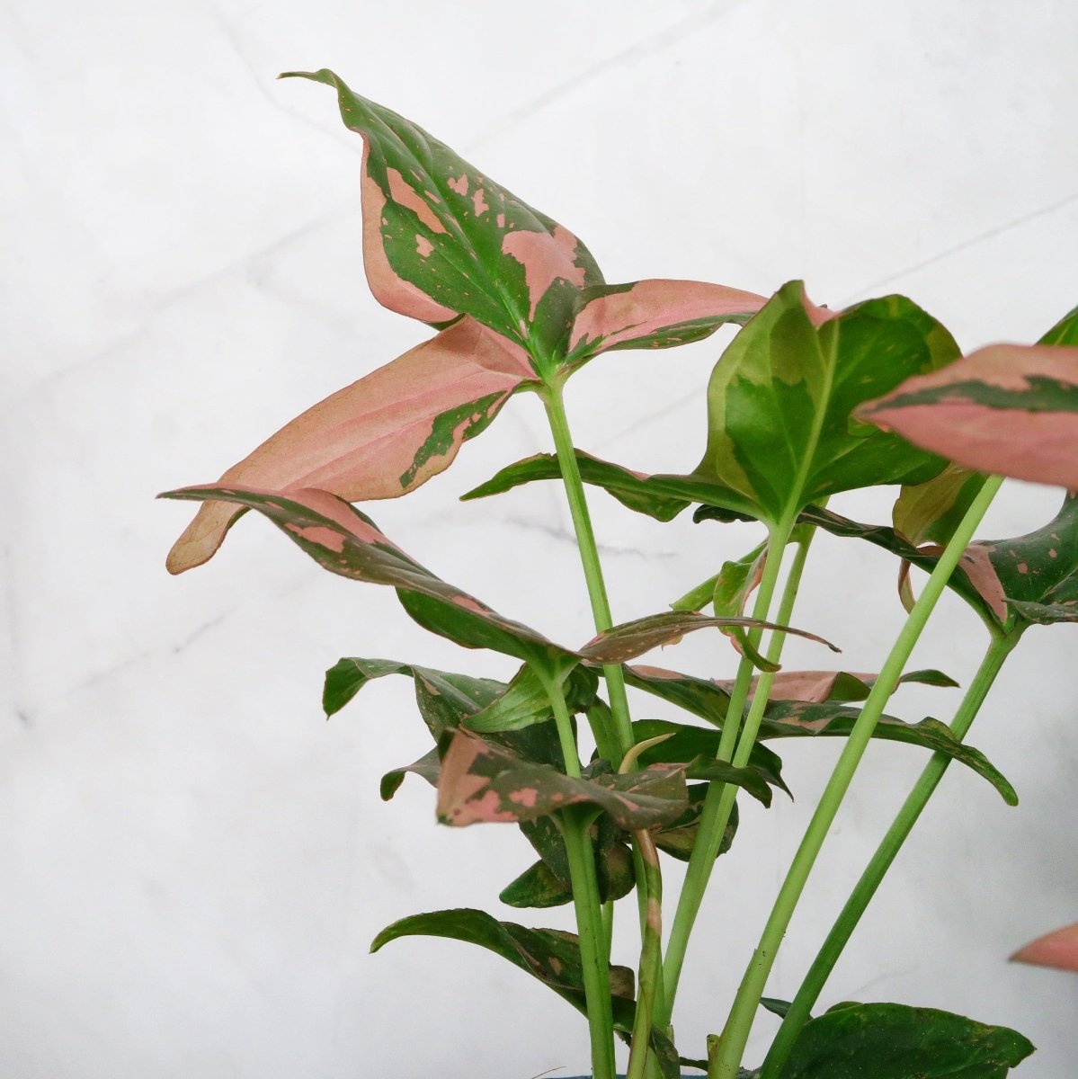 Syngonium Red Spot – Ansicht 6