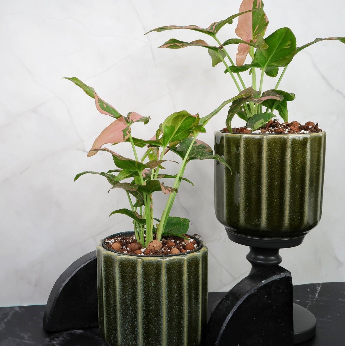 Syngonium Red Spot – Ansicht 7