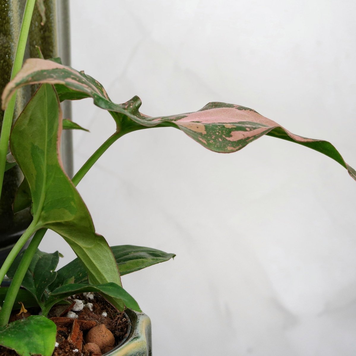 Syngonium Red Spot – individuelle Blattmusterung