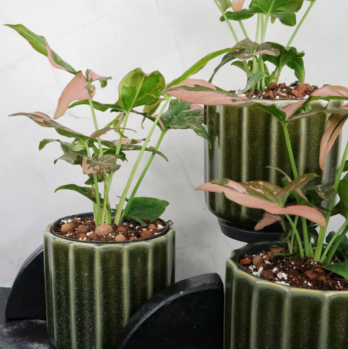 Syngonium Red Spot mit unregelmäßig verteilten Farbtupfern