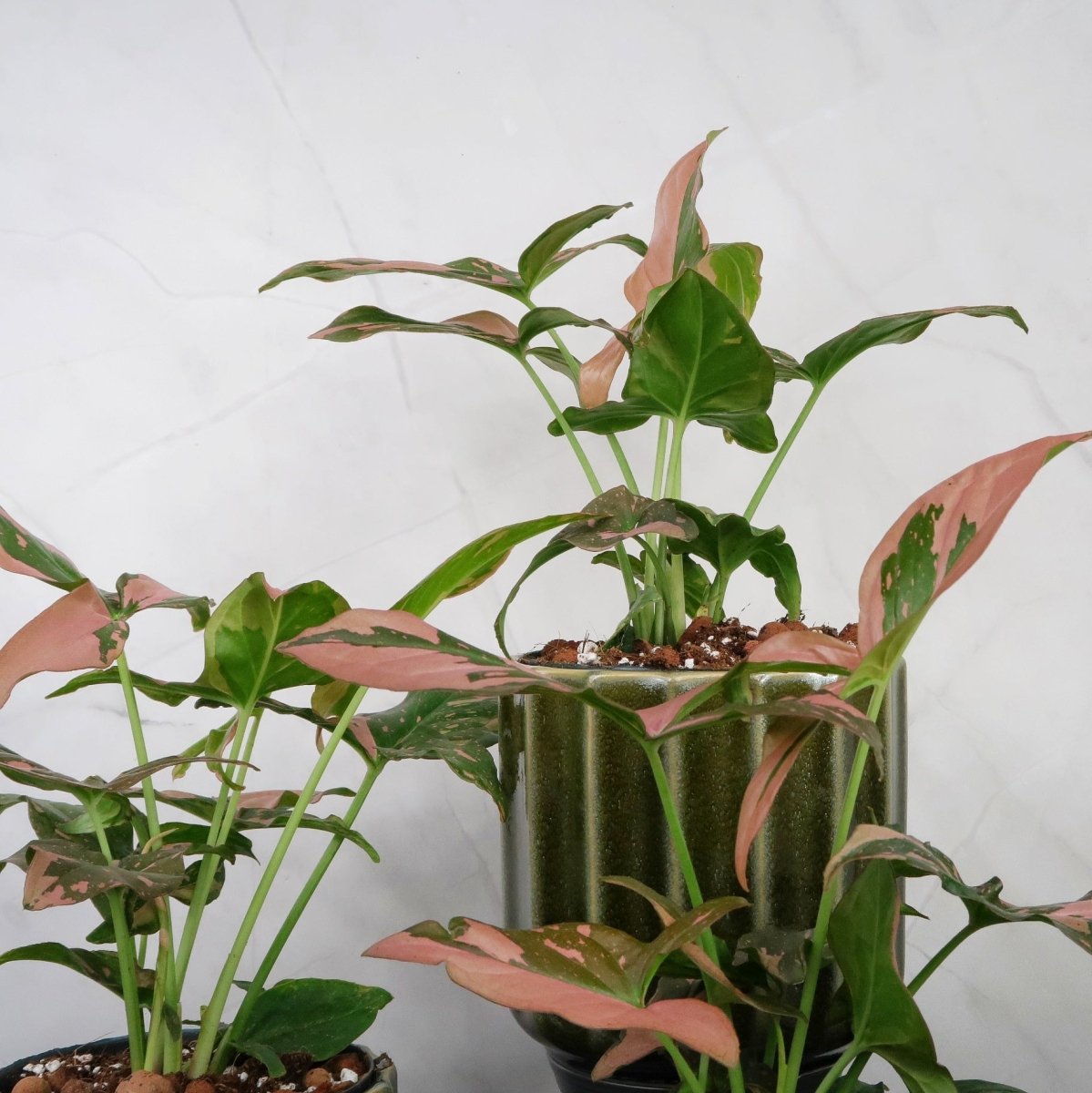 Syngonium Red Spot – kompakt oder leicht überhängend