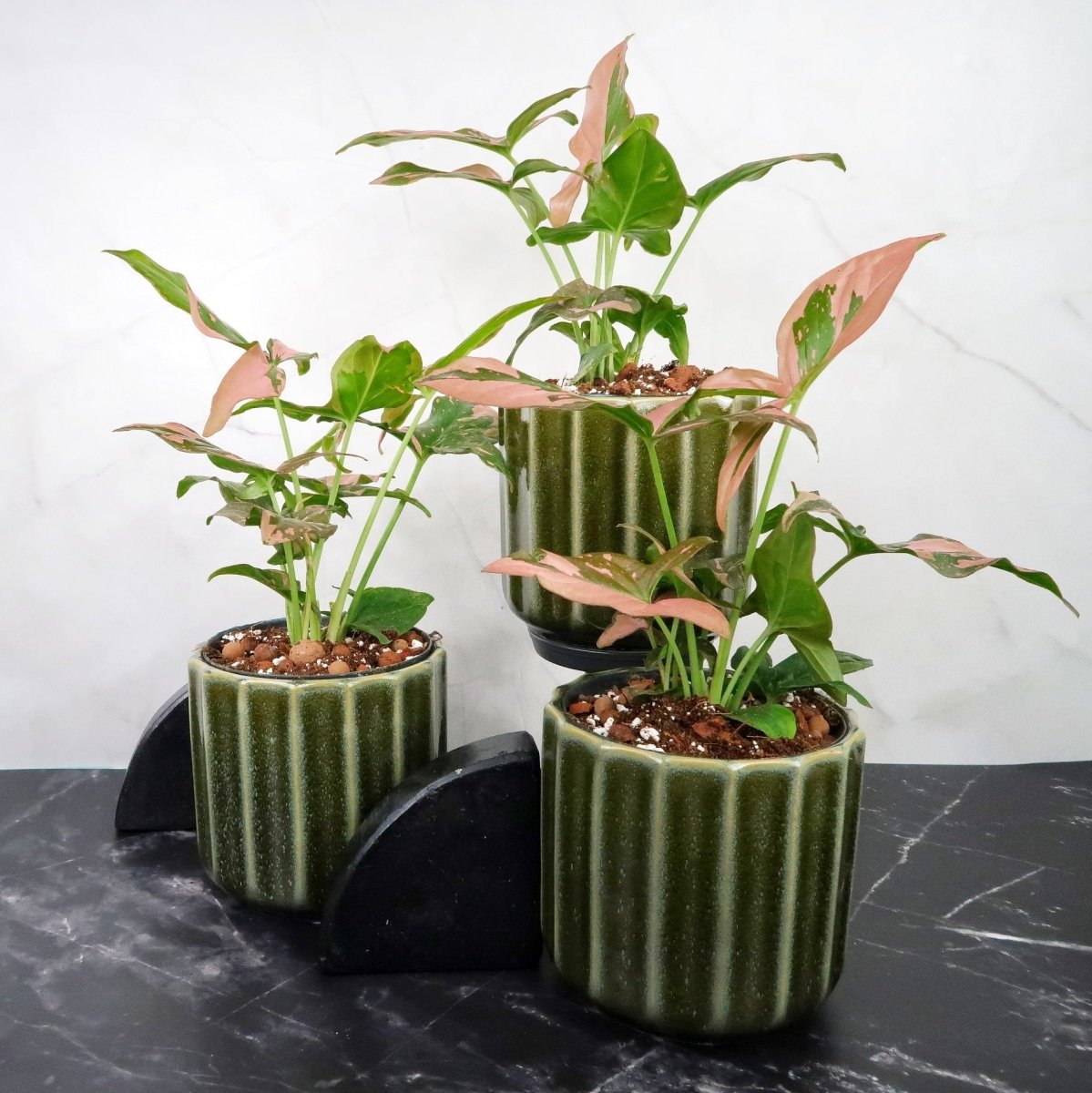Syngonium Red Spot – Pfeilblatt mit rötlichen Sprenkeln – potflourri
