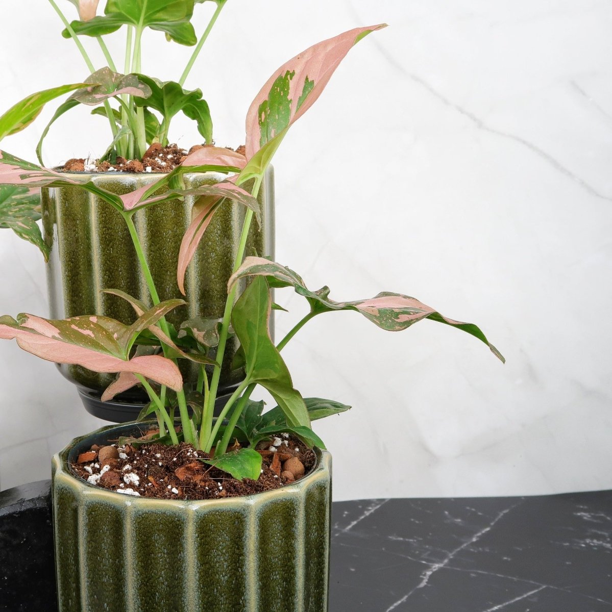 Syngonium Red Spot – pfeilförmige Blätter mit Rotakzent