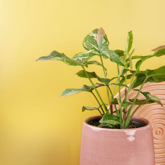 Syngonium Tricolor – Zimmerpflanze mit dreifarbiger Panaschierung – potflourri