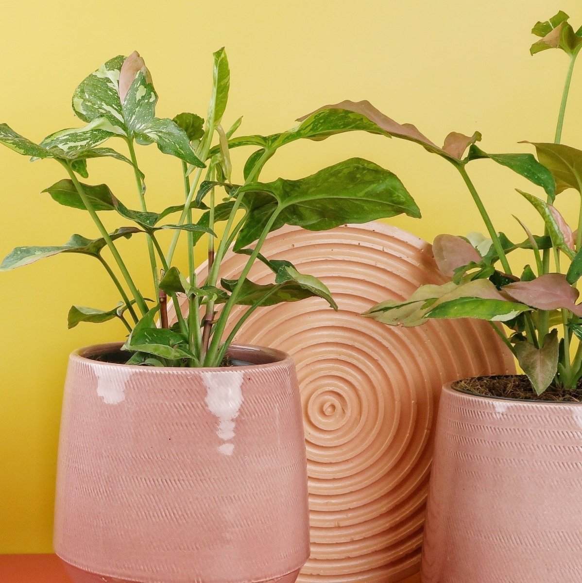 Syngonium Tricolor, pfeilförmige Blätter