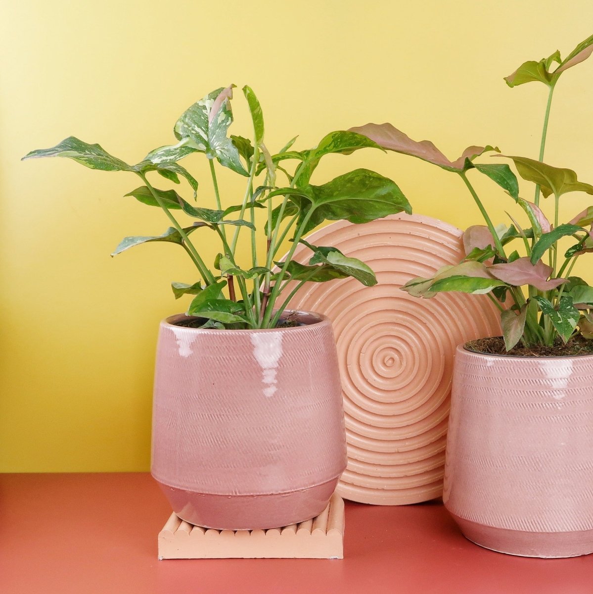 Syngonium Tricolor, individuelle Musterung je Blatt
