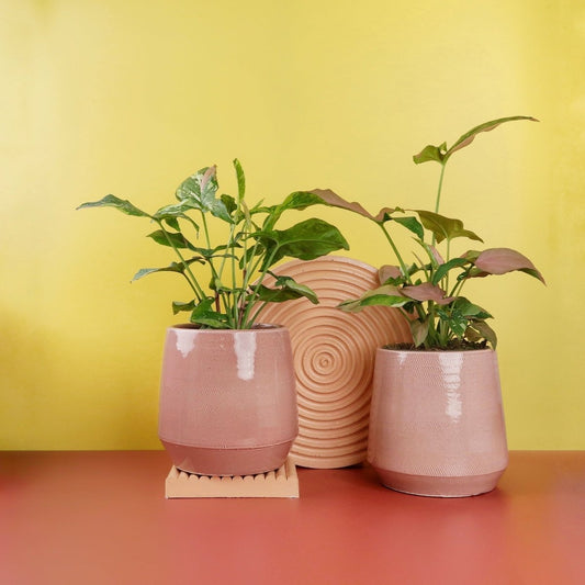 Syngonium Tricolor – Zimmerpflanze mit dreifarbiger Panaschierung – potflourri