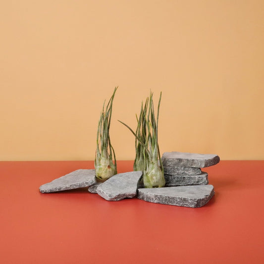 Tillandsia Ariza Juliae – Luftpflanze mit silbrig-grünen Blättern – potflourri