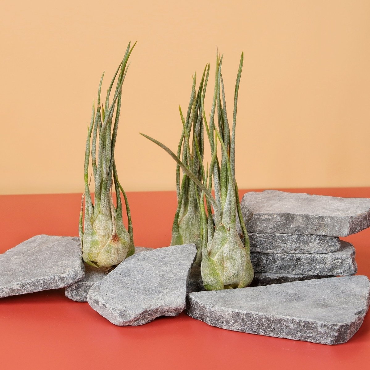 Tillandsia Ariza Juliae, dekoratives Highlight