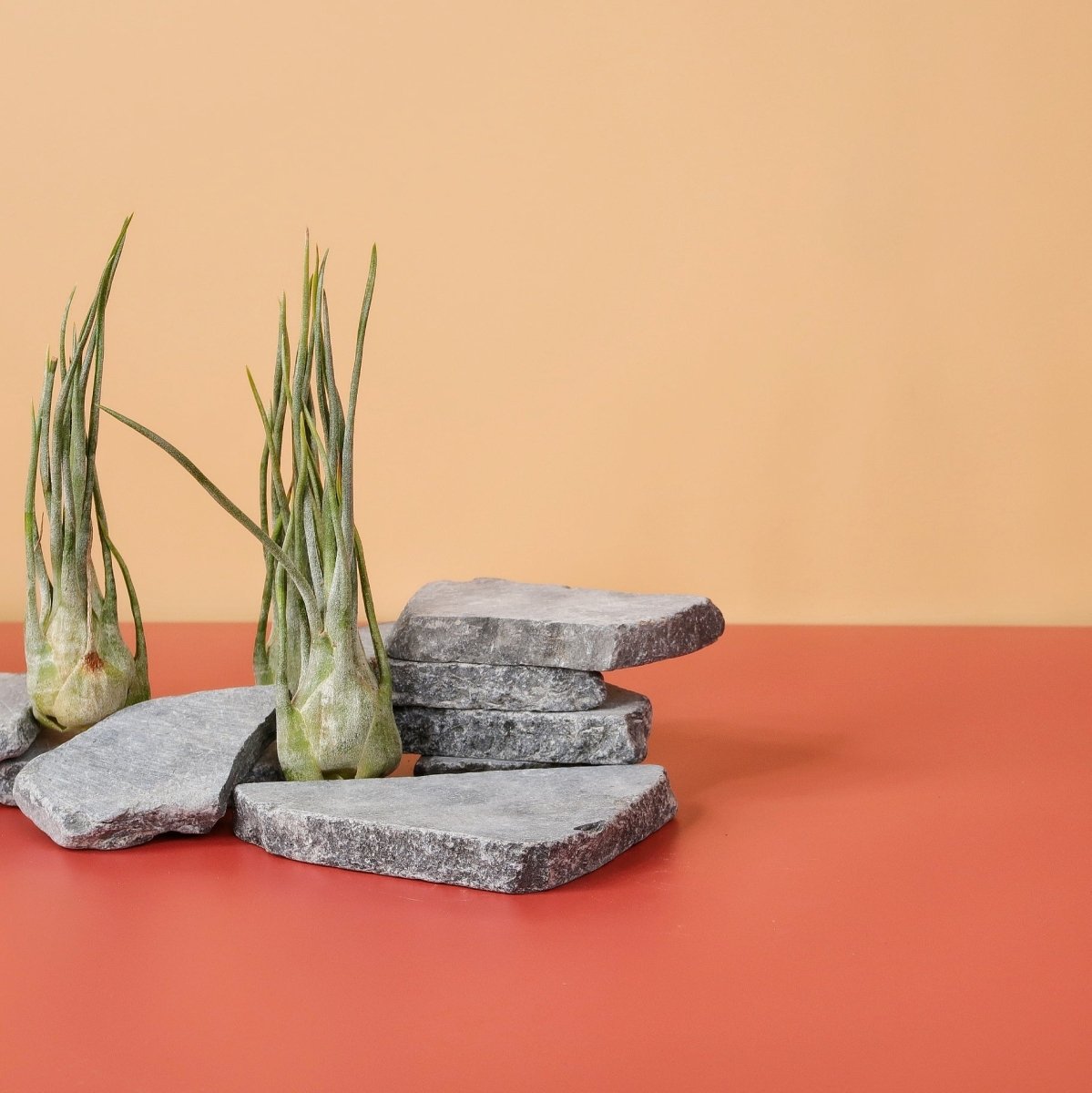 Tillandsia Ariza Juliae mit feiner Blattstruktur