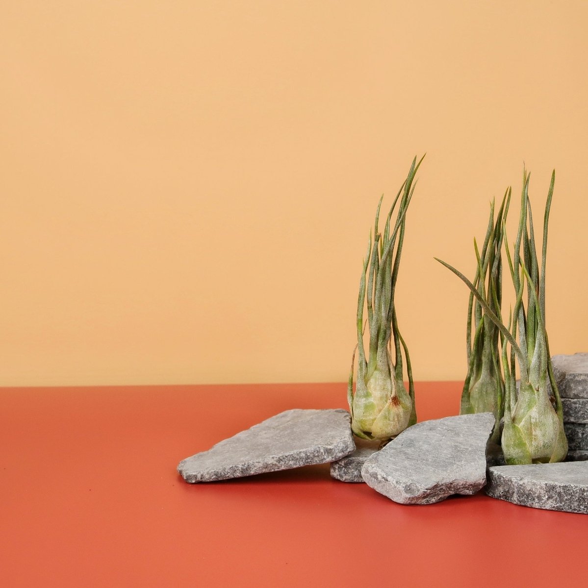 Tillandsia Ariza Juliae – skulpturale Optik