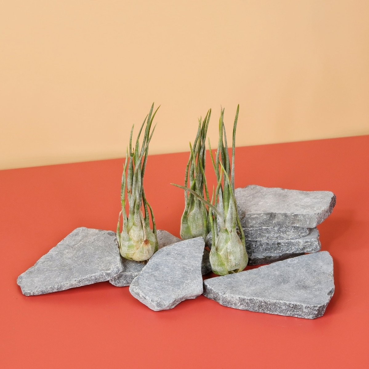 Tillandsia Ariza Juliae, spiralförmige Anordnung
