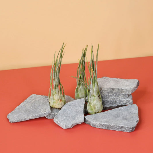 Tillandsia Ariza Juliae – Luftpflanze mit silbrig-grünen Blättern – potflourri