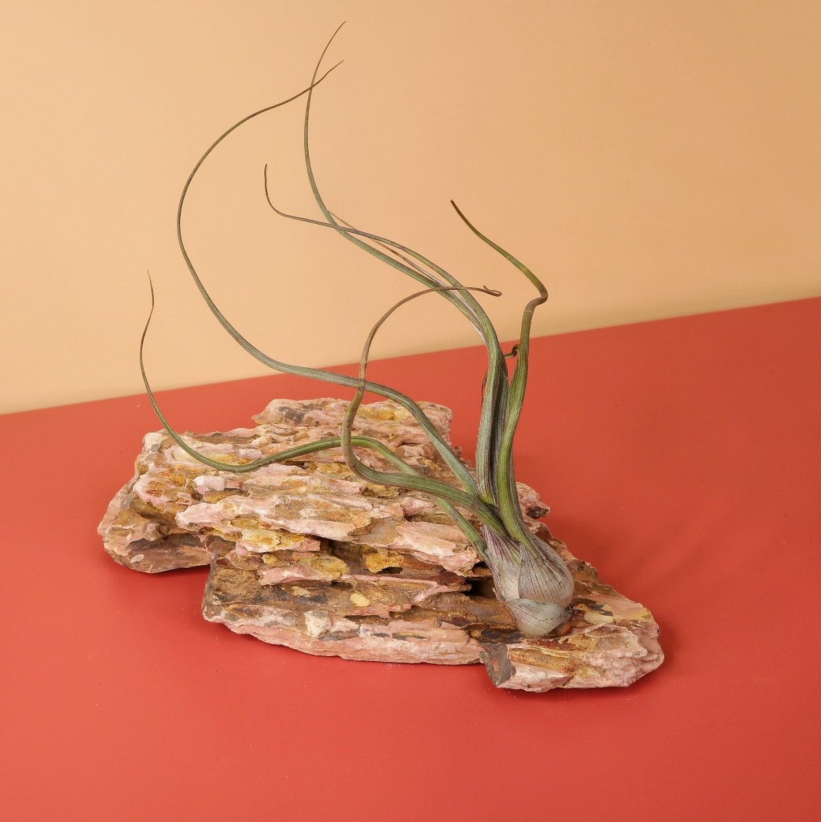 Tillandsia Baileyi, anpassungsfähiger Wuchs