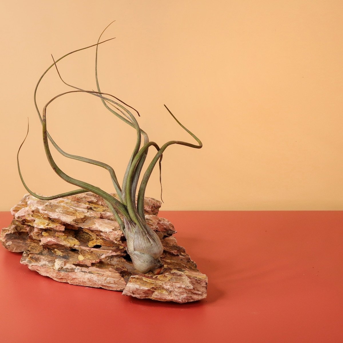 Tillandsia Baileyi – geschwungene Blattform