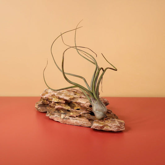 Tillandsia Baileyi – Luftpflanze mit spiralförmigen Blättern – potflourri