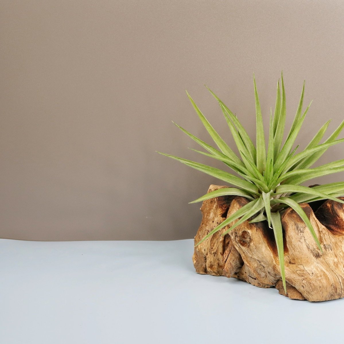 Tillandsia Brachycaulos Multiforal – rote Blätter im Alter