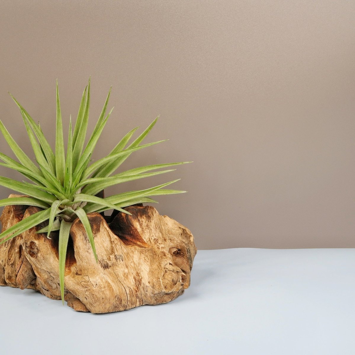 Tillandsia Brachycaulos Multiforal, spitze Triebe