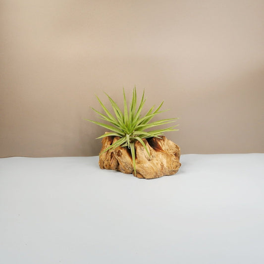 Tillandsia Brachycaulos Multiforal – Luftpflanze mit grünen Blättern – potflourri