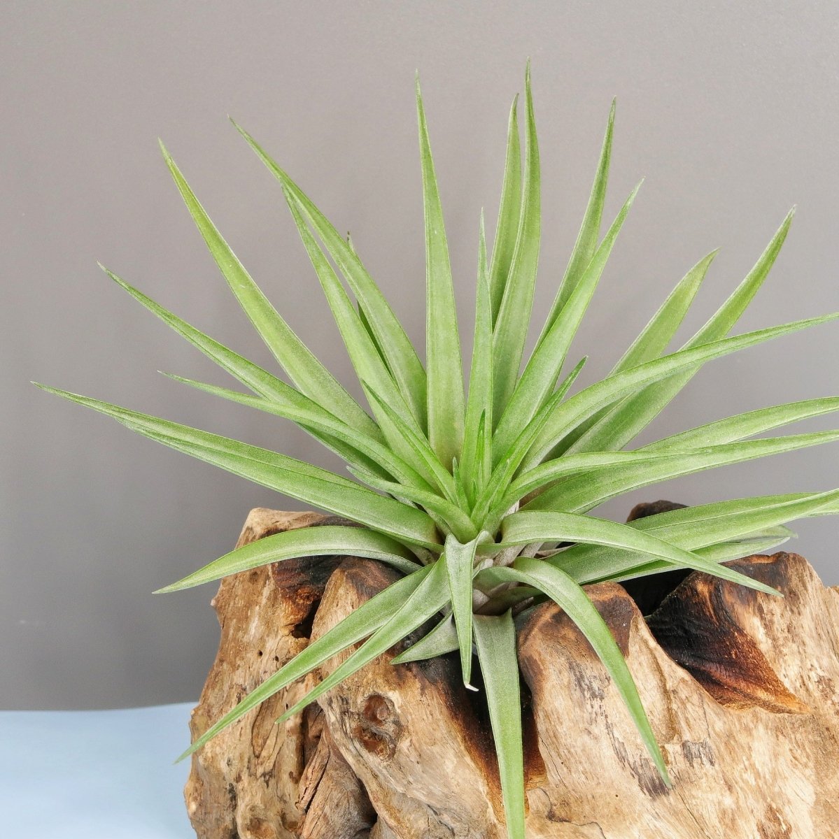 Tillandsia Brachycaulos Multiforal mit violetter Blüte