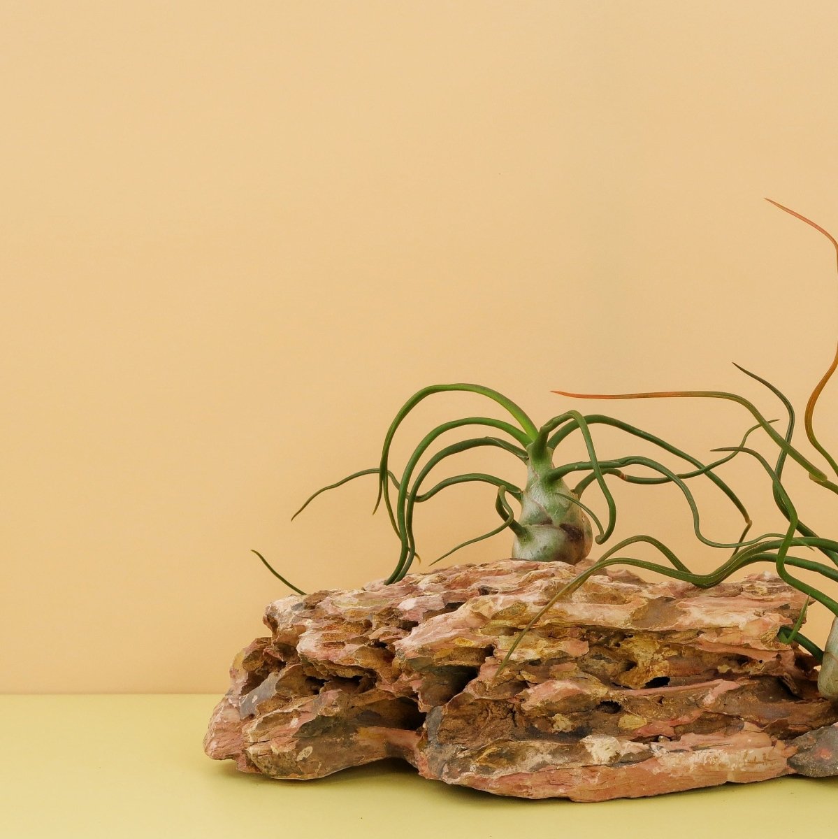 Tillandsia Bulbosa, schlangenartige Blätter aus bauchiger Basis