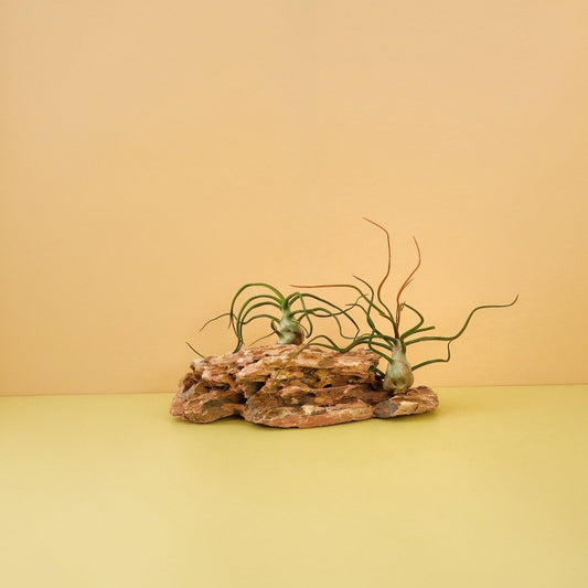 Tillandsia Bulbosa – Luftpflanze mit skulpturaler Form – potflourri