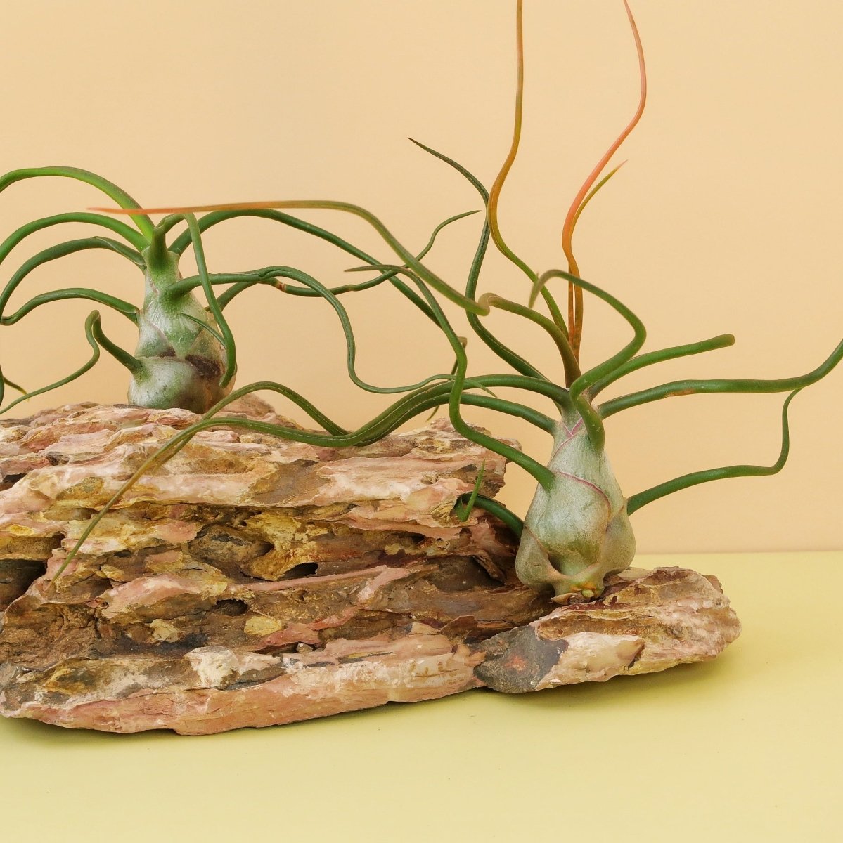 Tillandsia Bulbosa für luftige Standorte geeignet