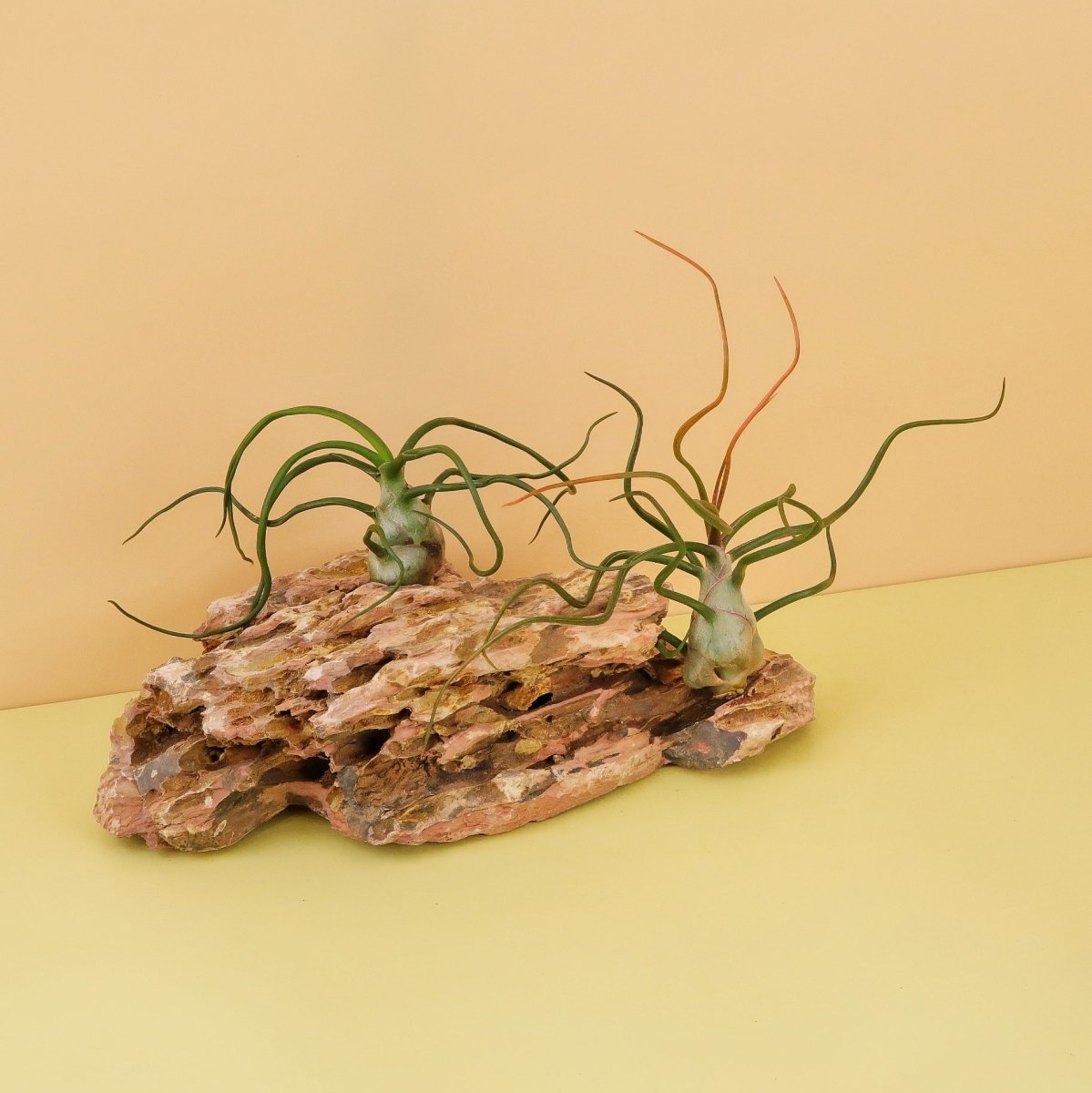 Tillandsia Bulbosa im Terrarium oder hängend an der Wand