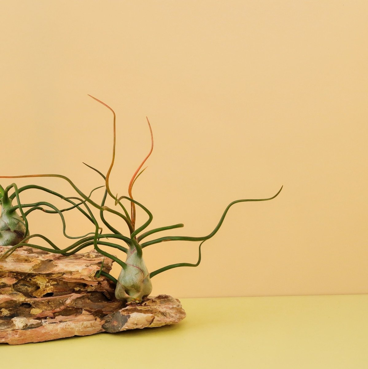 Tillandsia Bulbosa, glänzend grüne, leicht gewellte Blätter