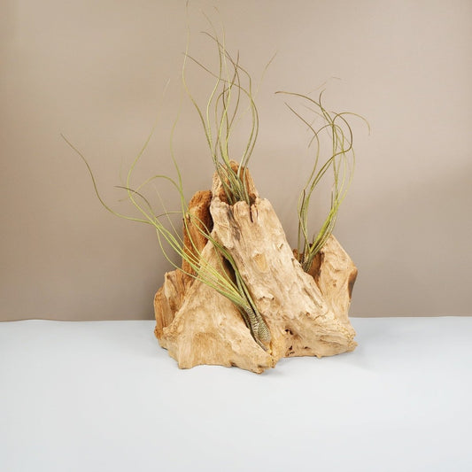 Tillandsia Butzii – Luftpflanze mit welligen Blättern – potflourri