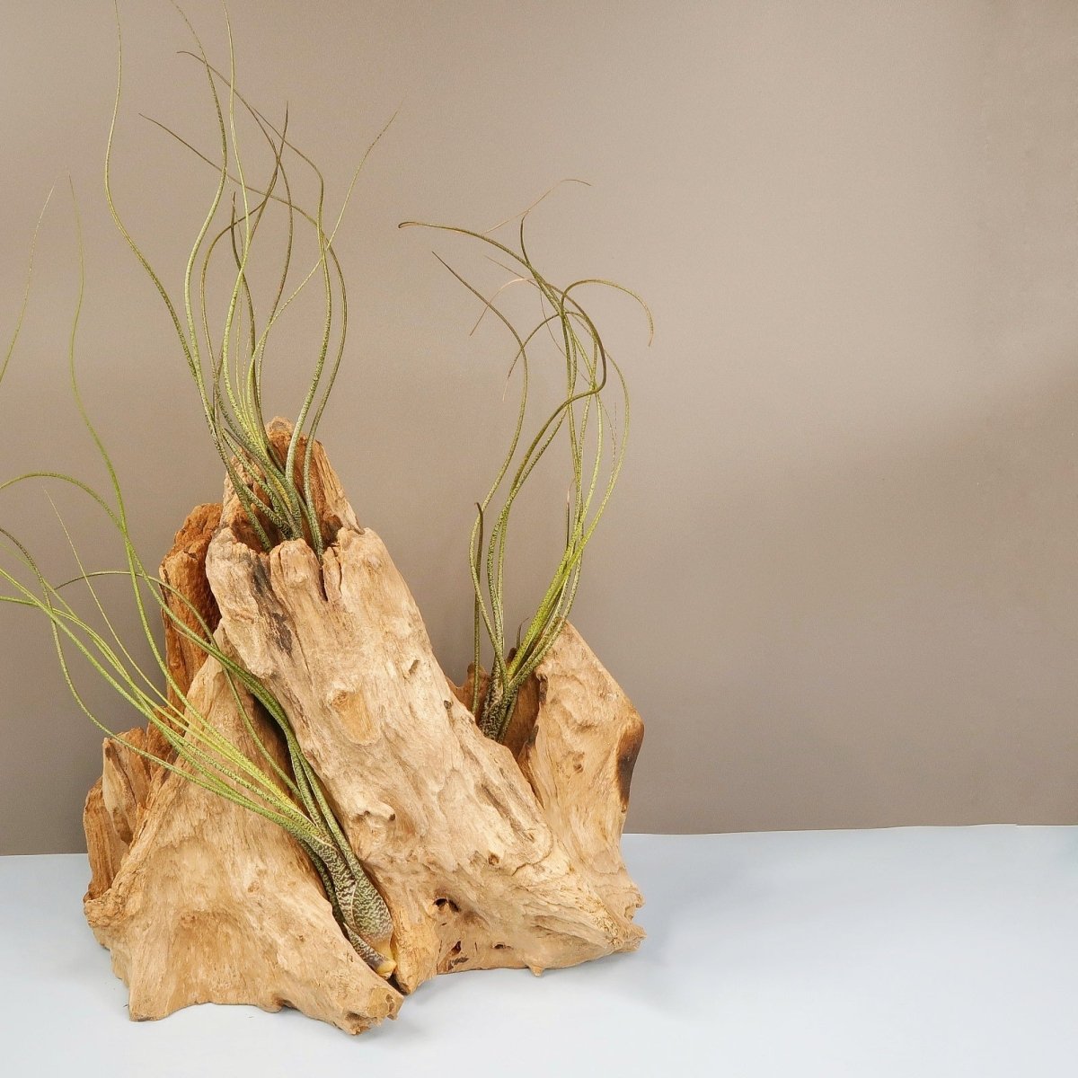 Tillandsia Butzii – einzigartige Musterung am Blattansatz